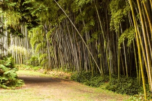 Hradba z bambusů