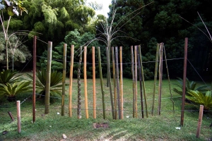 Druhy bambusů vedle sebe