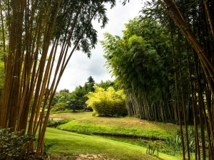 Krásný výhled, všude samé bambusy a mezi nimi potok